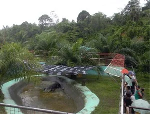From a creek to an enlarged tub, Lolong lived out the rest of his days entertaining tourists.