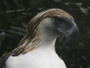 The Philippine eagle pair needs 7,000 to 13,000 hectares of forest as nesting territory. Deforestation, as such, continues to be a major threat that could possibly lead these birds to extinction.
