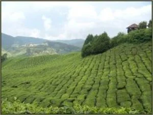 Damp, less sunny weather increases the chances of pests on the crowded tea plantations.