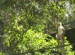 Pag-asa, the first tropical eagle conceived through artificial insemination, celebrated its 17th birthday.