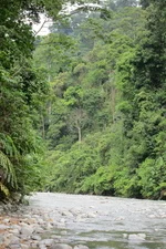 gaiadiscovery-Jungle in Crisis-IndonesiansActtoStopDeforestation-1-2215646-20207050-thumbnail.jpg