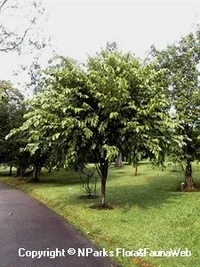 Tampines was named after this tree