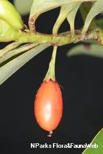 Red fruit of Wild Cocaine.