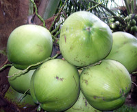 Coconuts have many healing properties