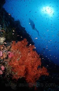 Vertical reefs, wrecks, caves, bommies... Puerto Galera. Pic by Herald Kruger.