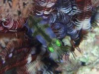 Cuttlefish in camouflage. Pic by Akiko Tada.