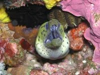 Snapping morays. Pic by Jascha Ortmanns.