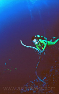 Snaking wonder. Pic by Herald Kruger.