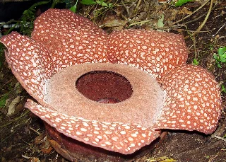 Rafflesia grows up to 3 feet wide.