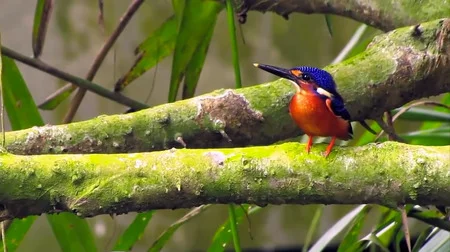 The Blue-eared Kingfisher, native to the Central Catchment Nature Reserve, will be in dire straits if waterways get polluted due to construction. Photo courtesy of Chloe Tan.