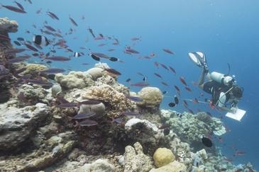 Researchers are continually monitoring reefs around the world. Courtesy Coral Reef CPR.