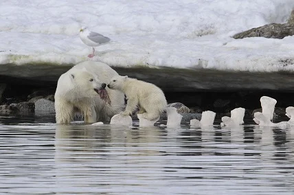 Dead whales offer young cubs a chance to survive away from the ice floes. Courtesy UoW