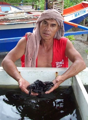Turtle hatchlings in a tank. Courtesy H. Tacio.