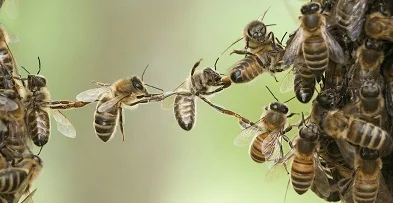 architect-bee-wax.jpg