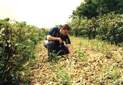 SALT farming mixes crops and nitrogen-rich hedgerows. Courtesy H Tacio.