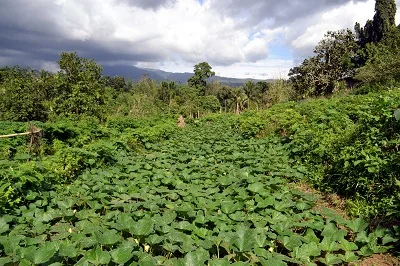 Good, regular, crops result from non-erosive upland cultivation. Courtesy H Tacio.