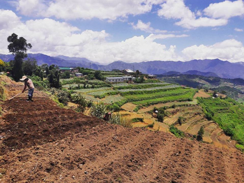 Traditional hill cultivation often results in rapid erosion. Courtesy Frank A Hilario.