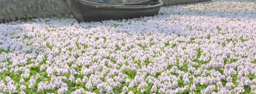 In many countries the water hyacinth has completely blocked waterways. Courtesy My India.