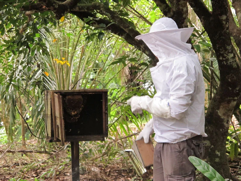 Beehives are a way of deterring elephants from straying into agricultural plantation, an on-going elephant conservation project at Sukau Eco Lodge.