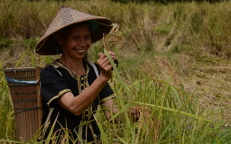 Rice farming projects and bamboo making facilities keep rural villagers busy and smiling with the extra income earned. This is also an ecotourism venture at Kiulu Farmstay in the Dusun community of Sabah, Malaysia. Courtesy: BEST
