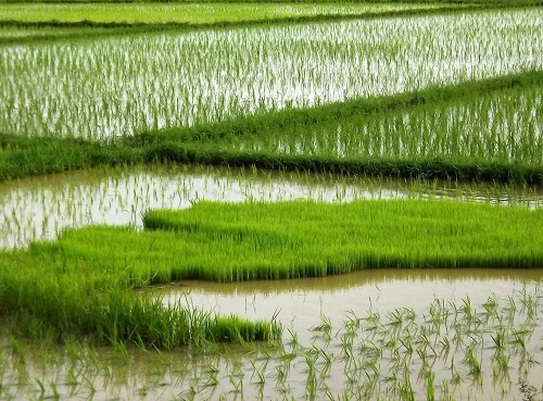 flood-tolerant-rice co uni berkeley.jpg