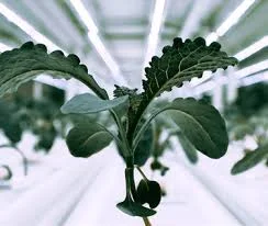Vertical farm kale growing strongly in the Sustenir facility. Courtesy Sustenir.