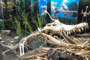 The d’Bone Museum is a popular attraction in Davao. Courtesy Davao Tourism.