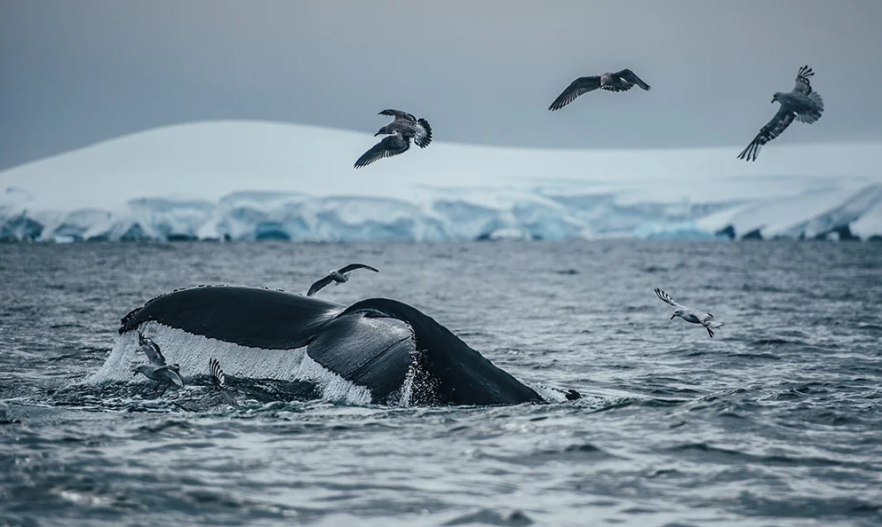 Warmer air temperature, melting ice, over fishing, plastic pollution, drilling for oil and gas are near and present dangers that must be mitigated through MPAs in areas surrounding the Antarctica. That’s the reason for Lewis Pugh and friends campaigning through the Antarctica2020 network.