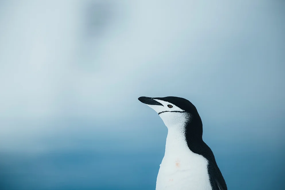 Penguins are pretty, but they are also part of an ecosystem that is vital for ocean survival. And they need our protection, says Lewis Pugh.