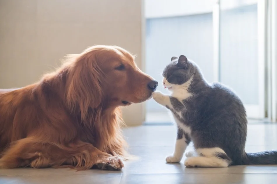 House pets can fall sick because of pesticides. Using natural, chemical-free pest control helps.