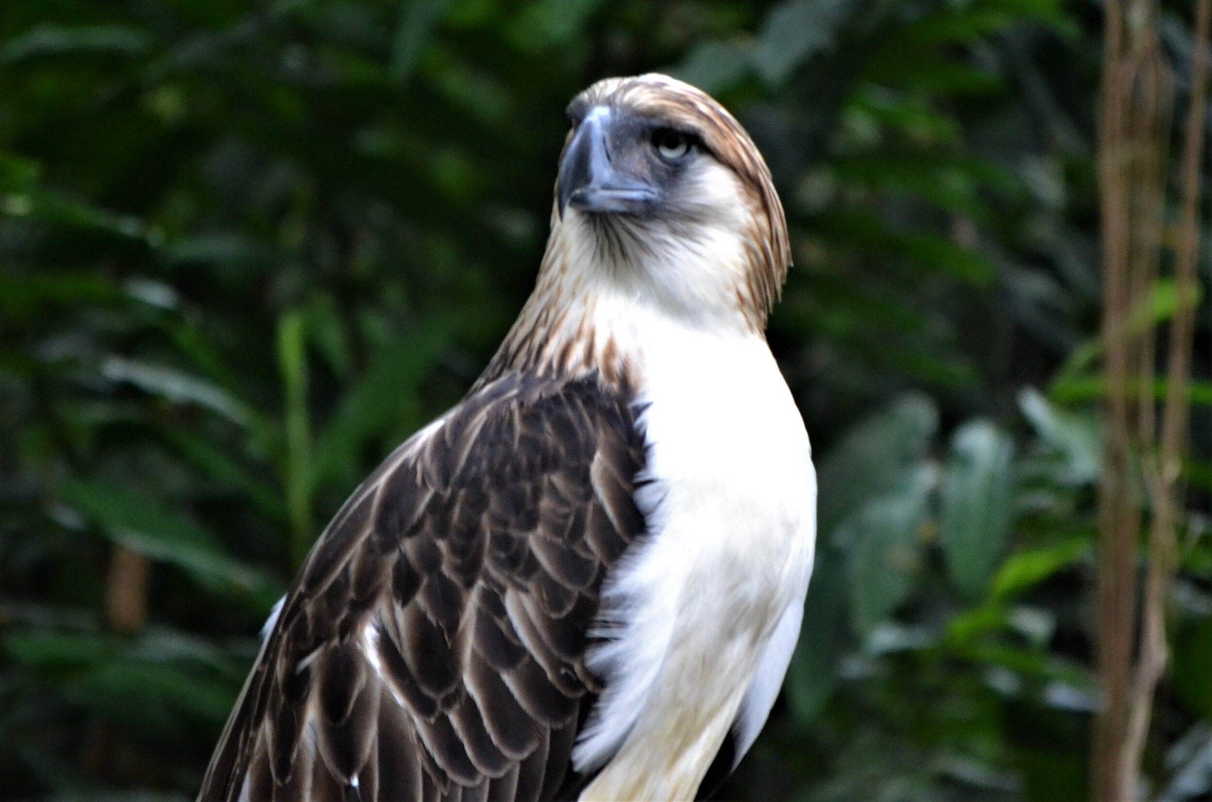 Largest Philippine Eagle