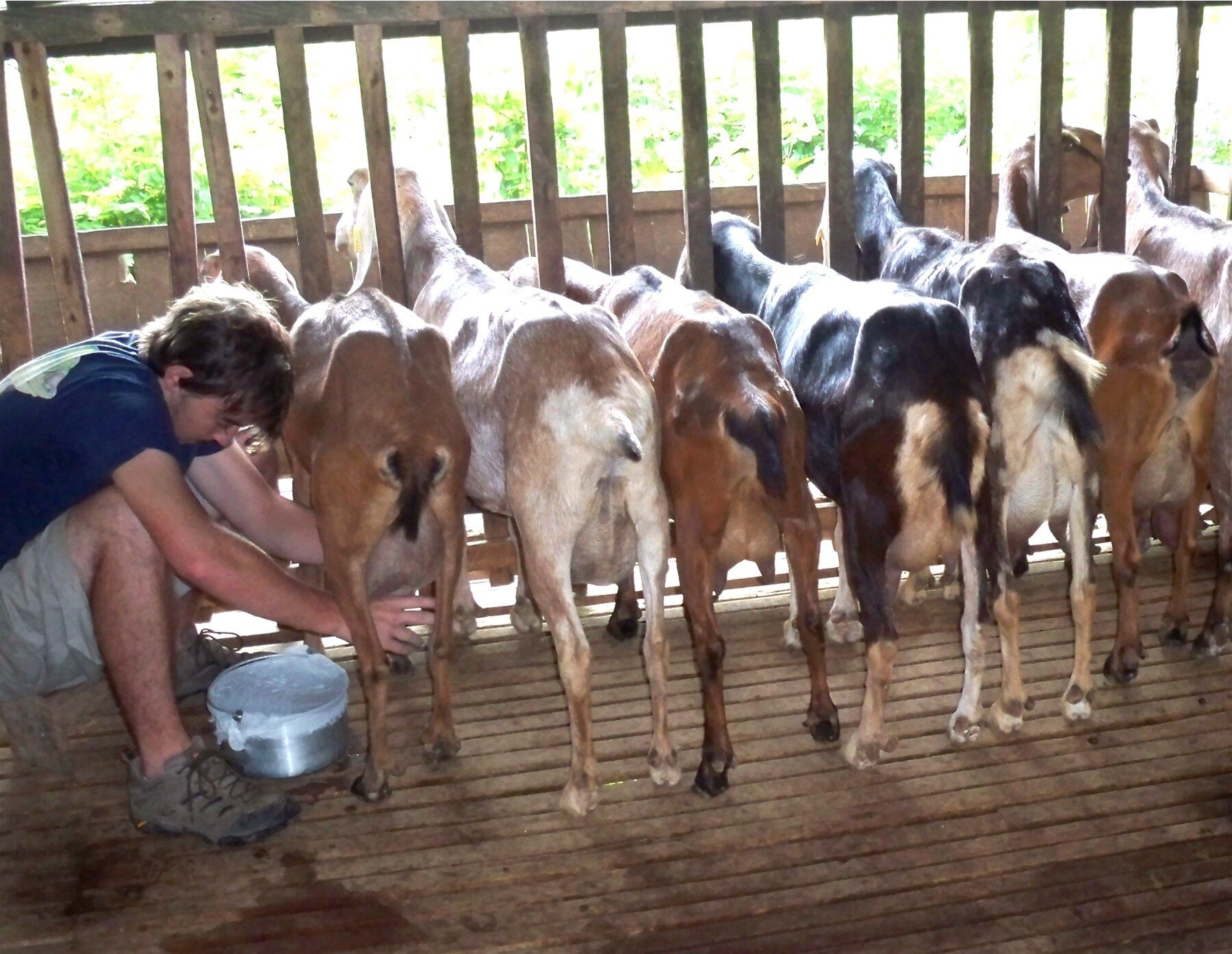 Farm tourists get to join in with real farming activities such as milking goats. Courtesy H. Tacio.