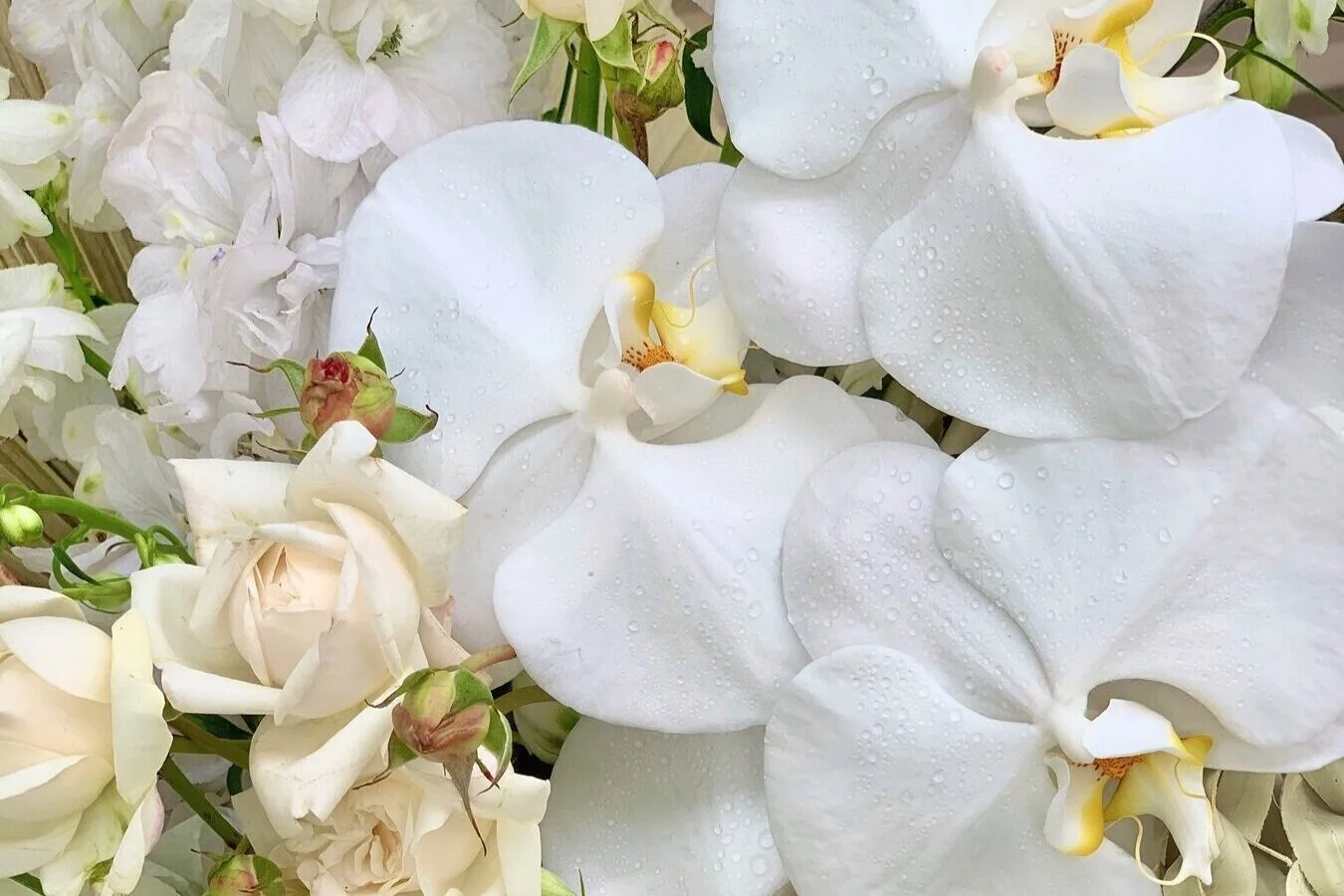 Biophilia Blooms Sydney Wedding and Event Florist