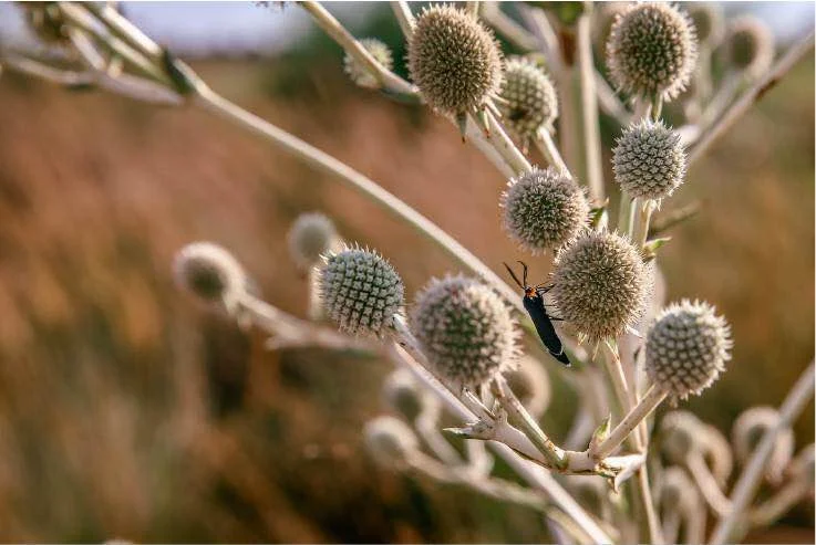 史蒂文 · 洛克菲勒作品