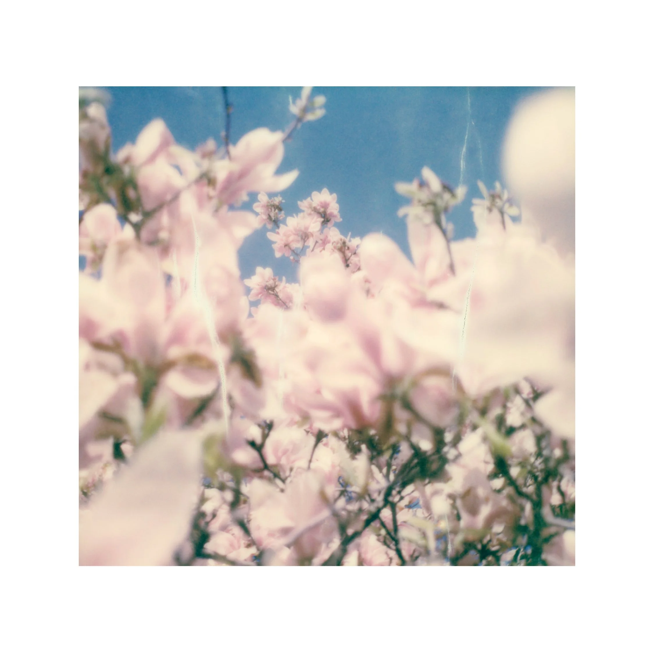 Sunday opening / "Les Fleurs" France Dubois