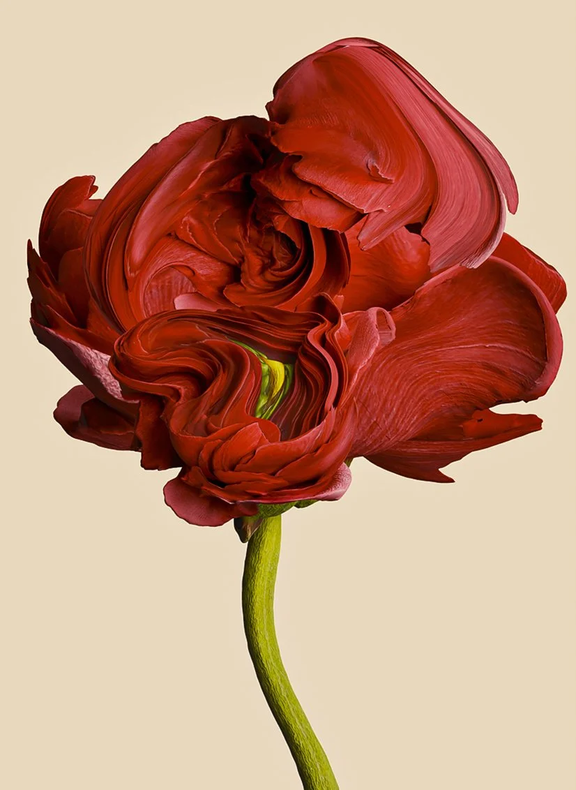 Opening of Vincent Fournier - Flora Incognita at Spazio Nobile Gallery