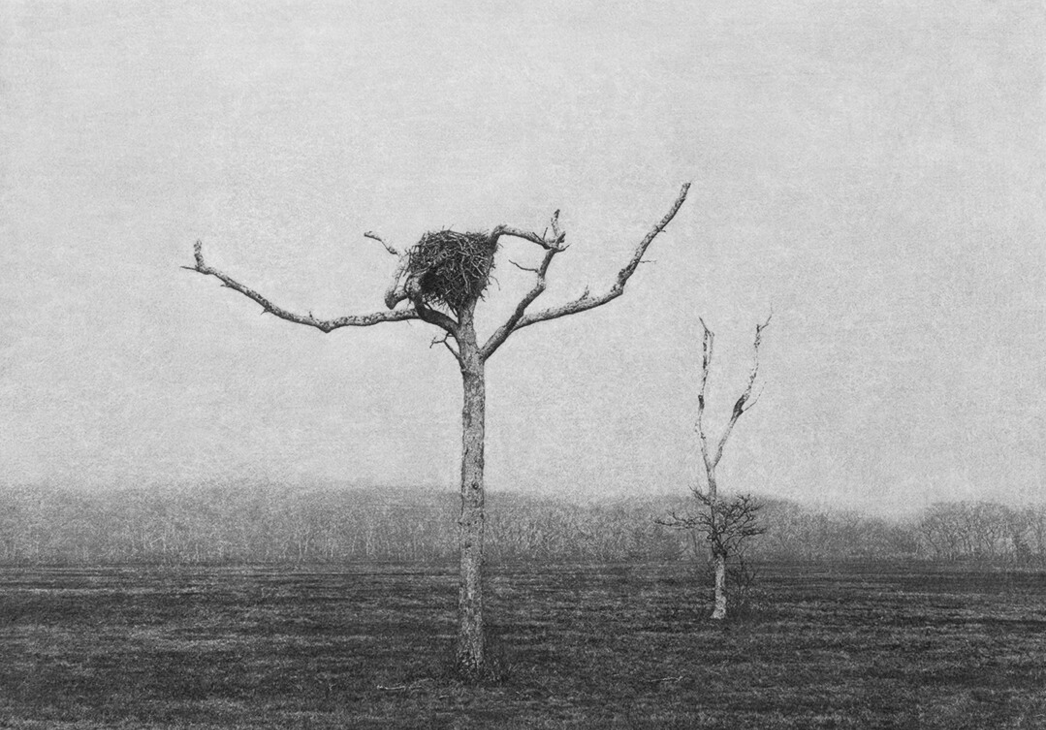 Lee Bauwens (copie)