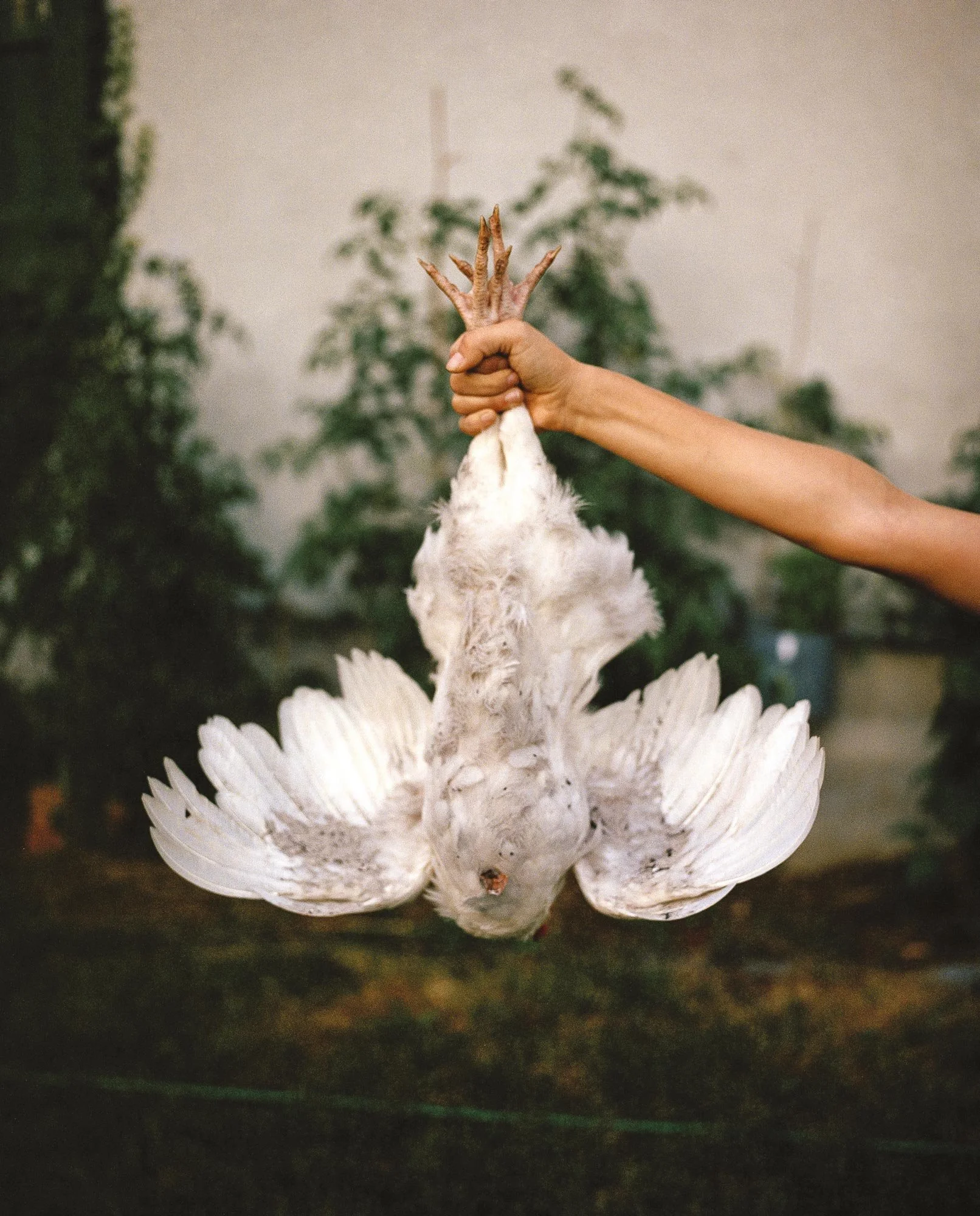 Yann Laubscher