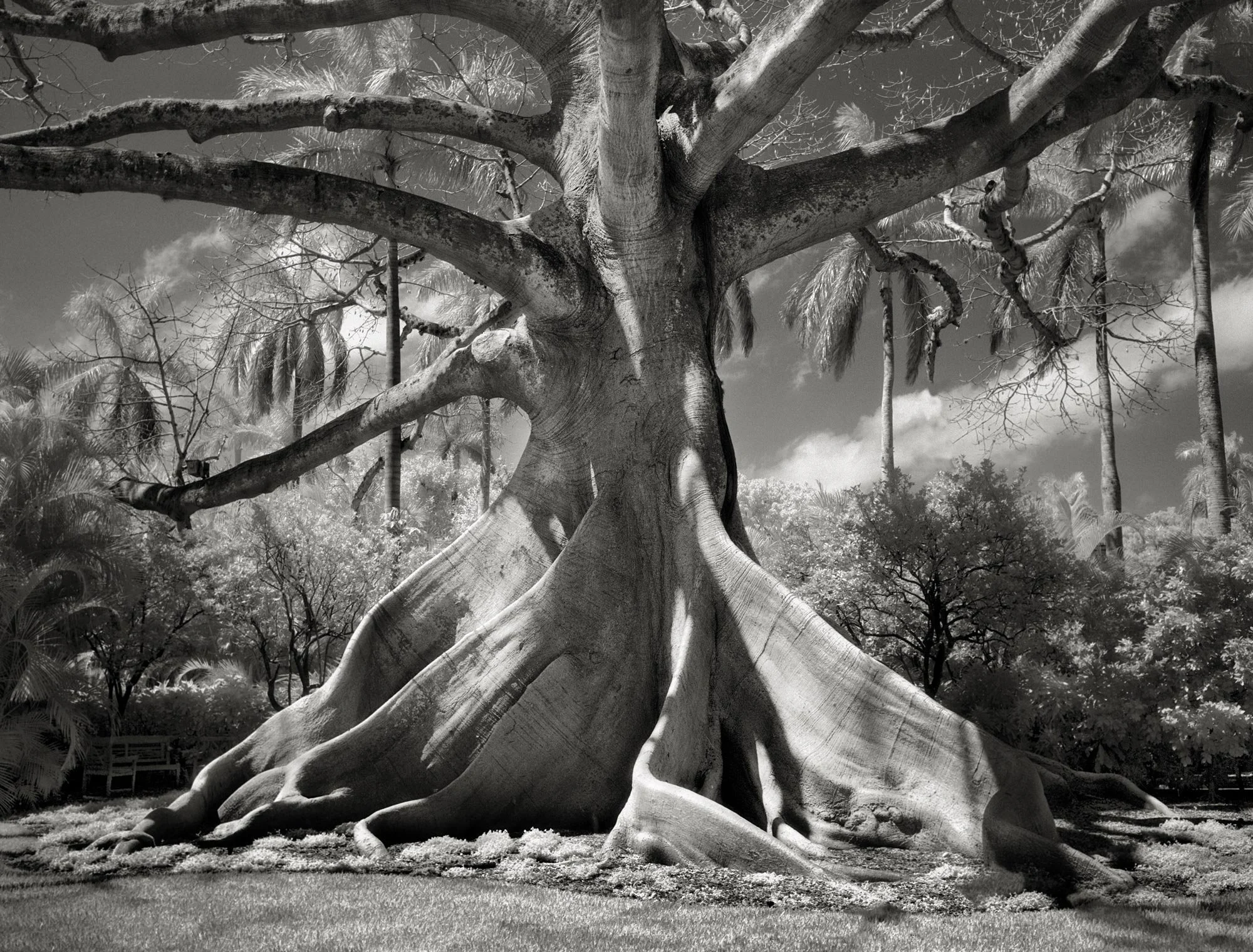 Beth Moon