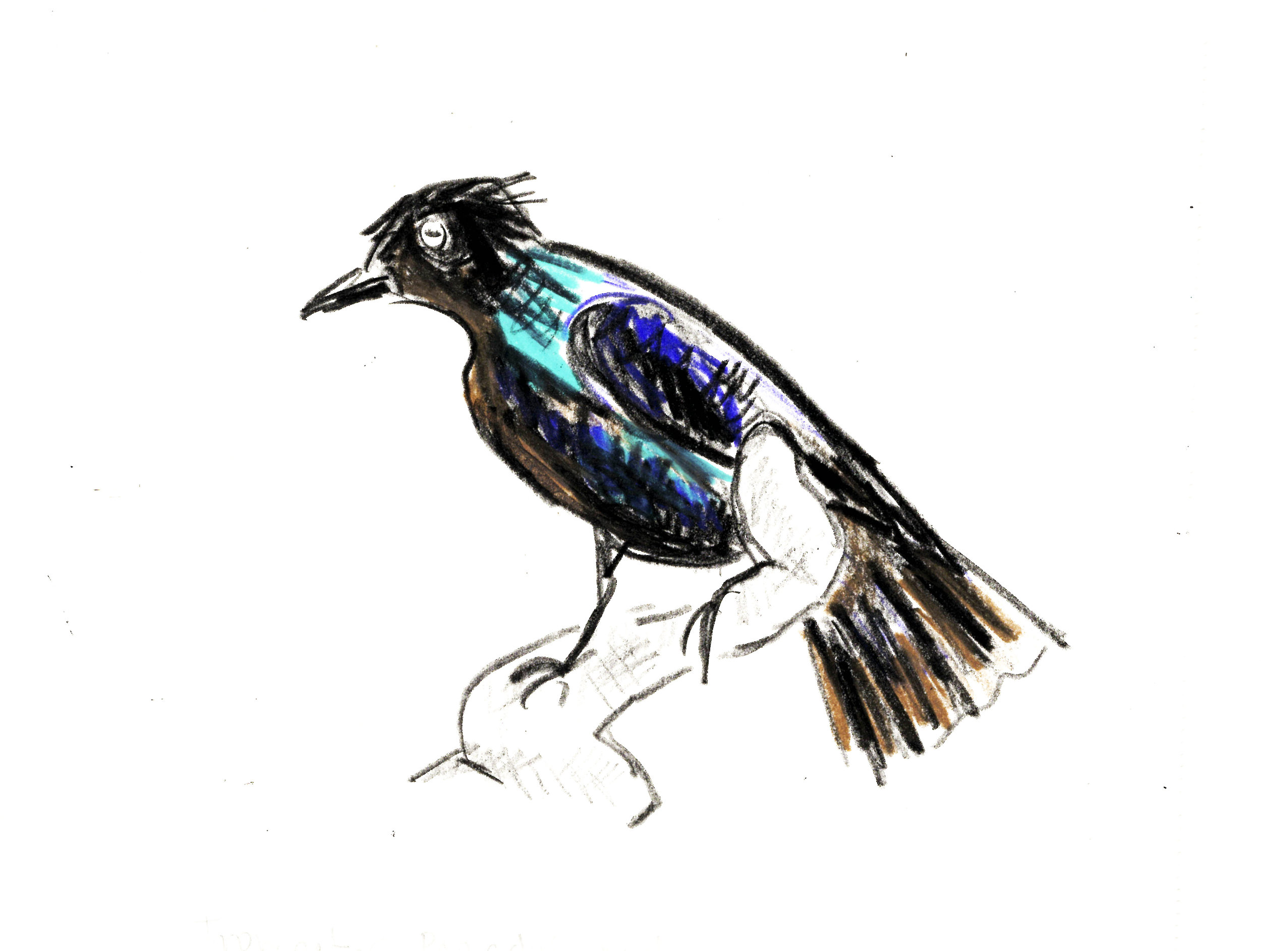 black-blue-bird-WI-web.jpg
