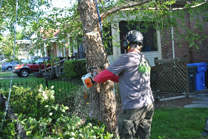 Project Gallery Urban Tree Service