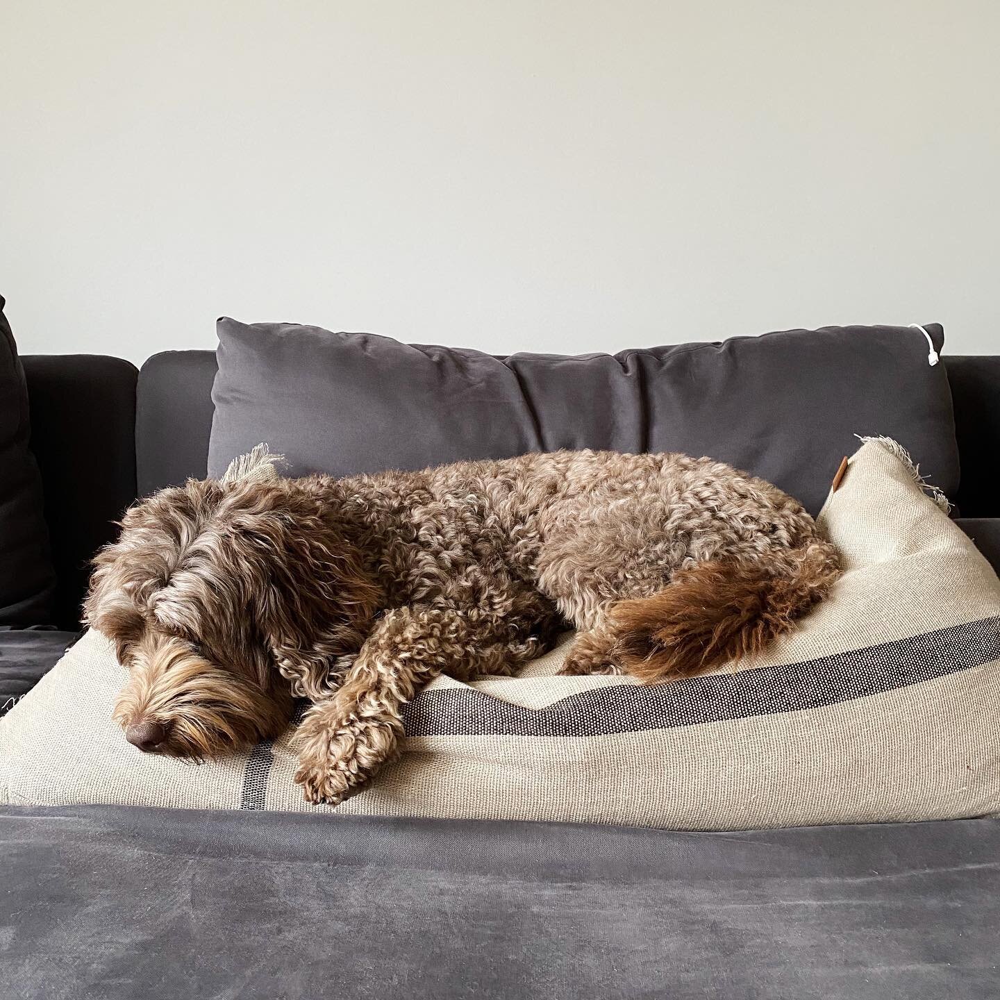 Goeiemorgen, nou&hellip; het nieuwe kussen van @fermliving is ieder geval goedgekeurd 🫣

@misterdesignnl #collab #fermliving @aprilandmay #interiordesign #labradoodle #australianlabradoodle #dehoopdoodles #s&ouml;derhamn