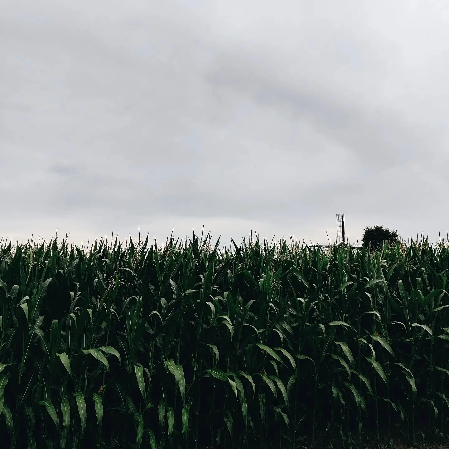 Geen uitzicht meer, stiekem heel fijn maar we missen de molen wel. We kunnen niet eens meer zwaaien. 

Tot ergens in oktober 🙋