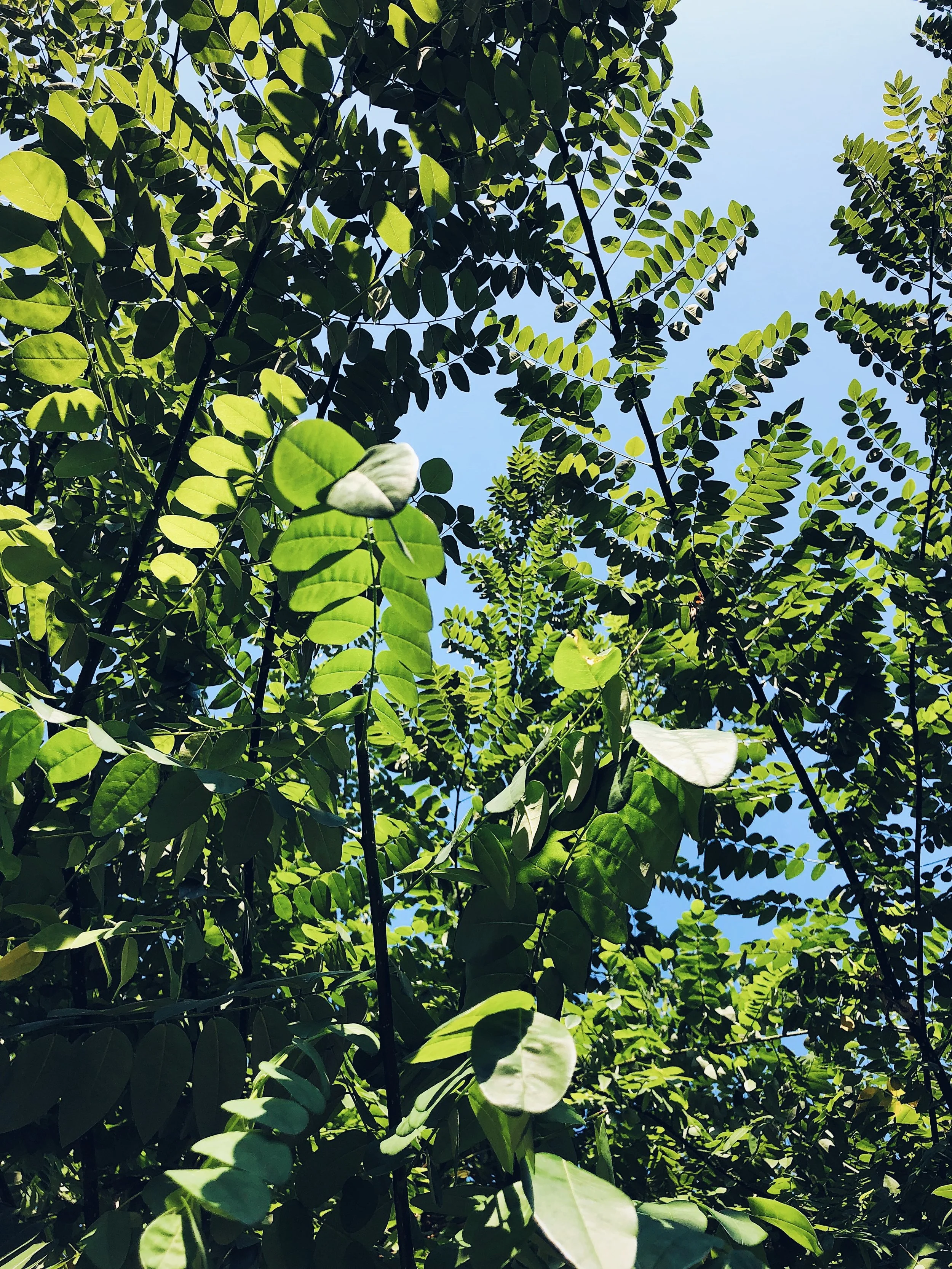 1AF3D79E-5FEB-44D8-AE6D-715CC7F0A26A.jpeg