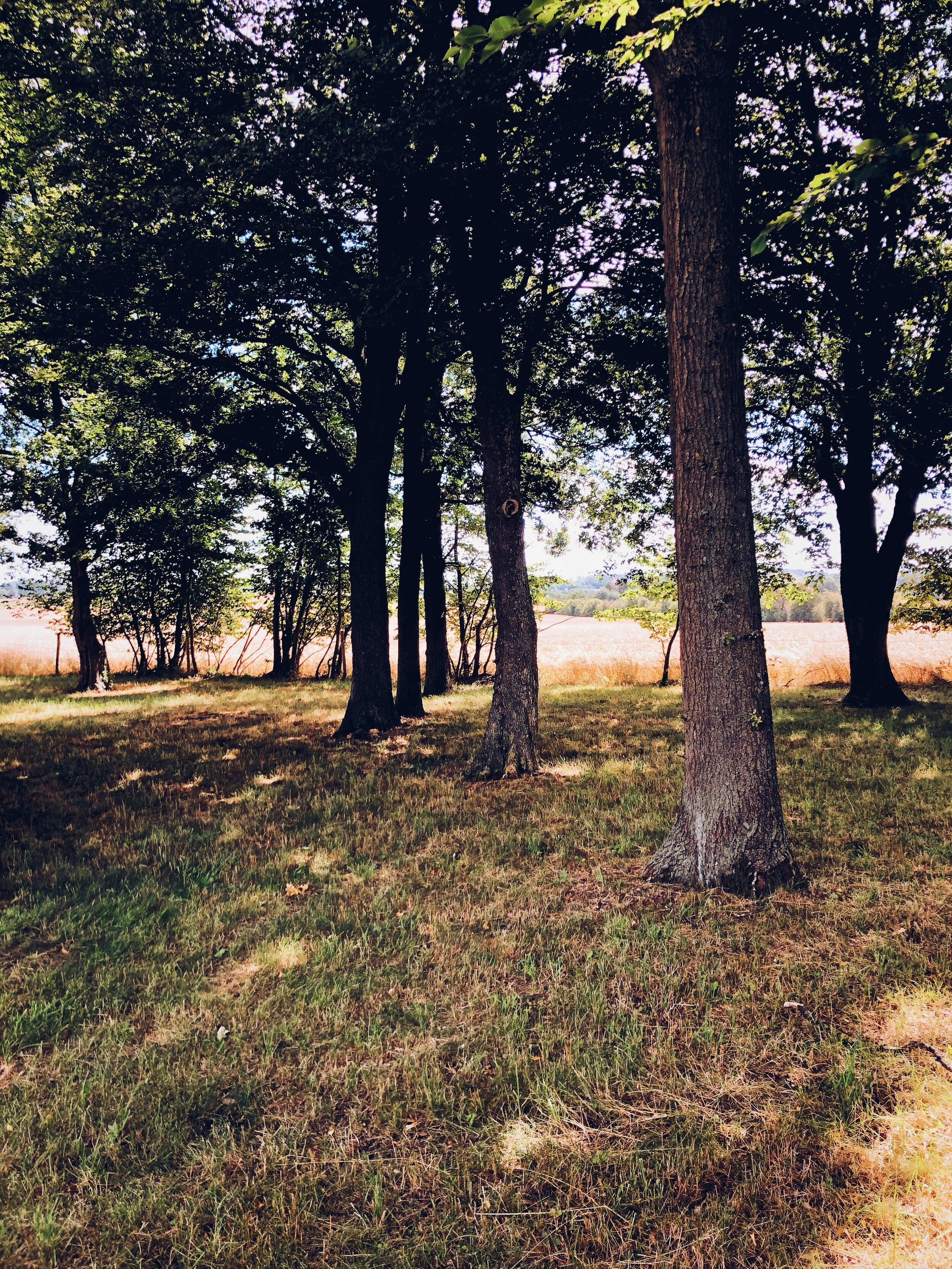 1309BDB5-F0DF-496F-9E0D-9B5A4E9BCA80-55CA49B6-52E9-4673-9CAA-9D4E2E0F4091.JPG