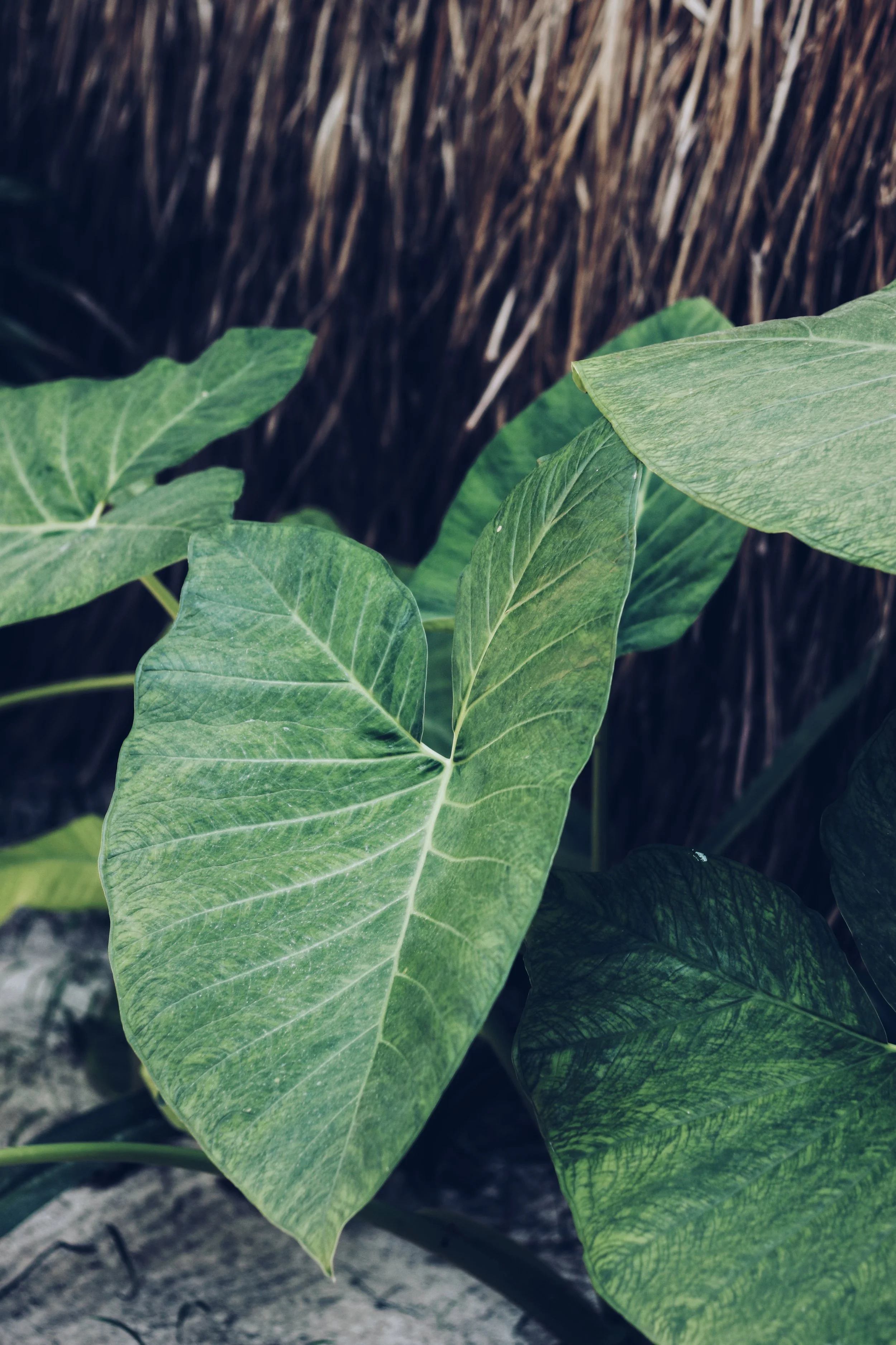 FullSizeRender_VSCO 27.JPG