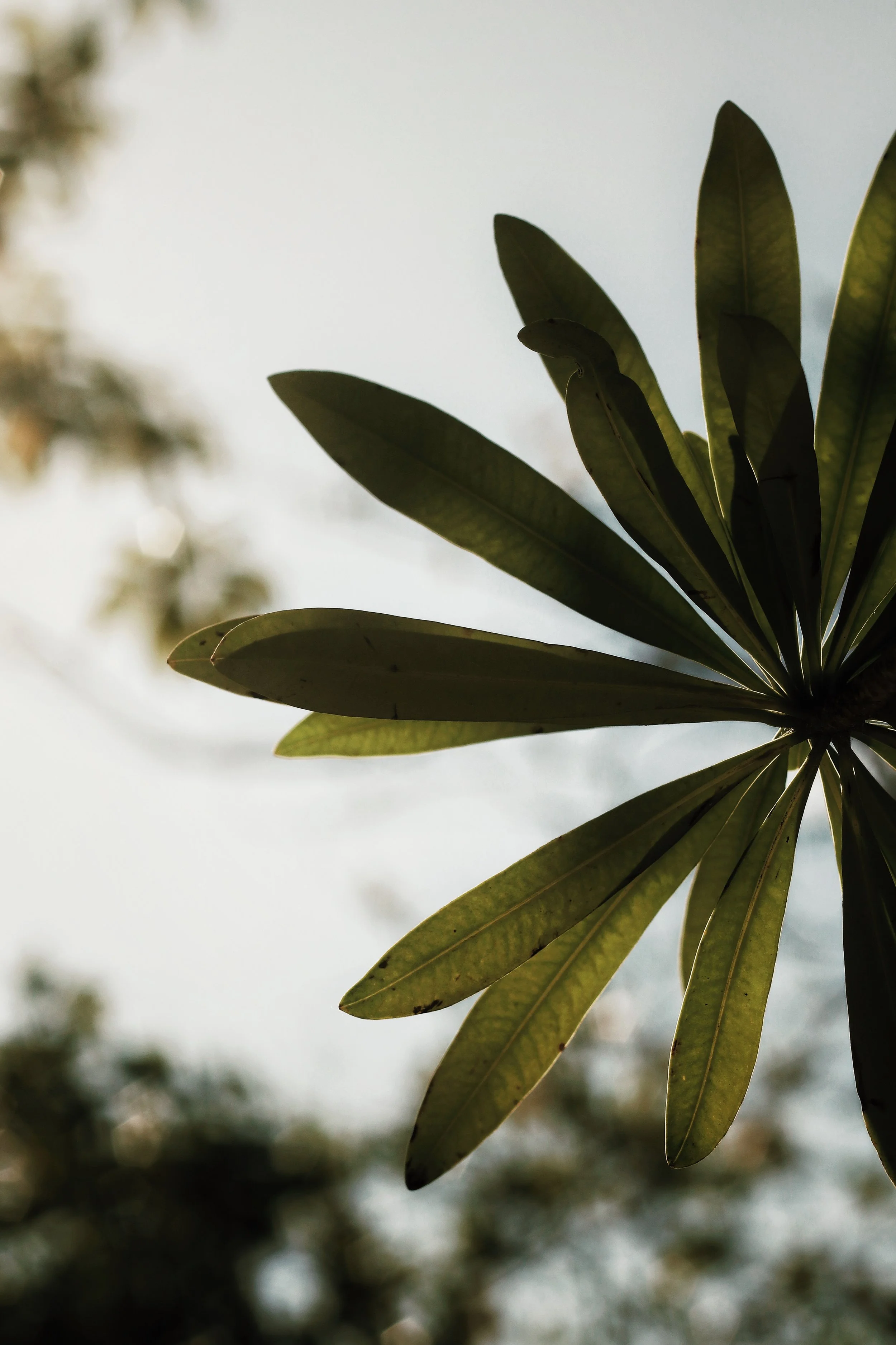 FullSizeRender_VSCO 29.JPG