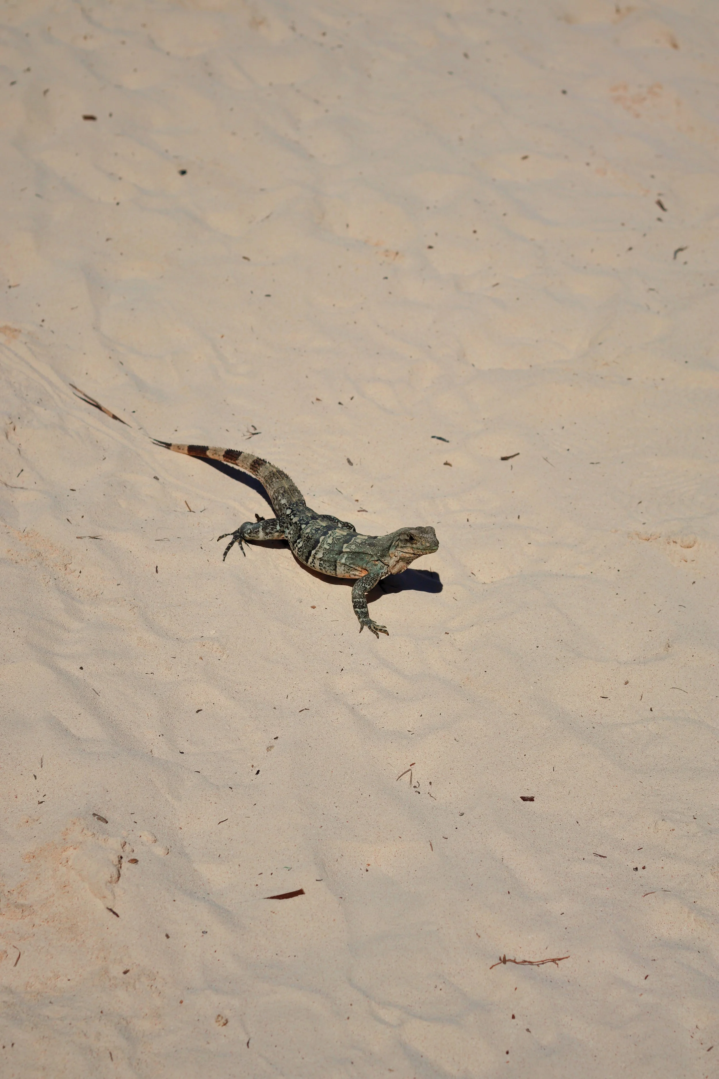 FullSizeRender_VSCO 38.JPG