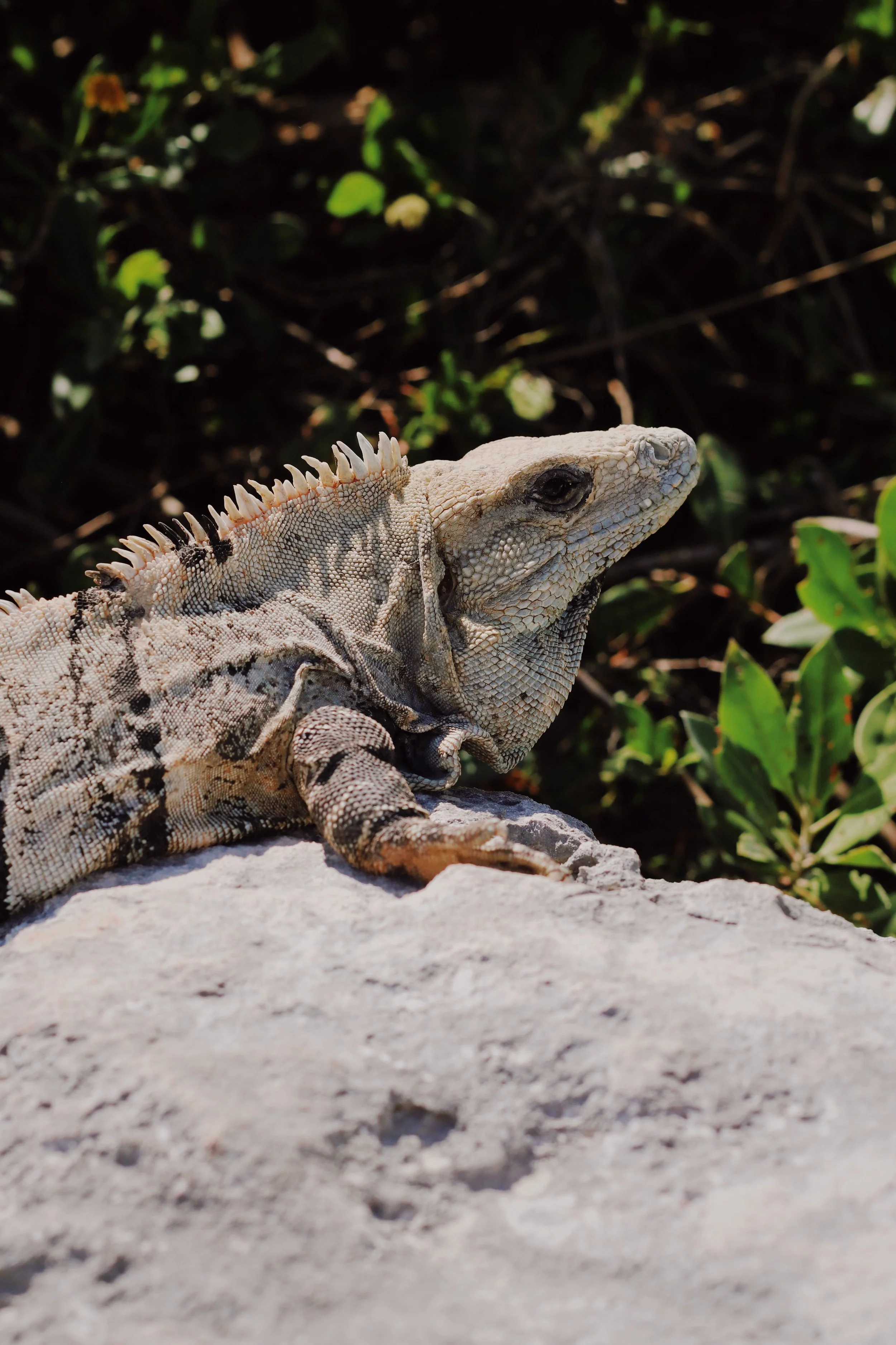 FullSizeRender_VSCO 44.JPG