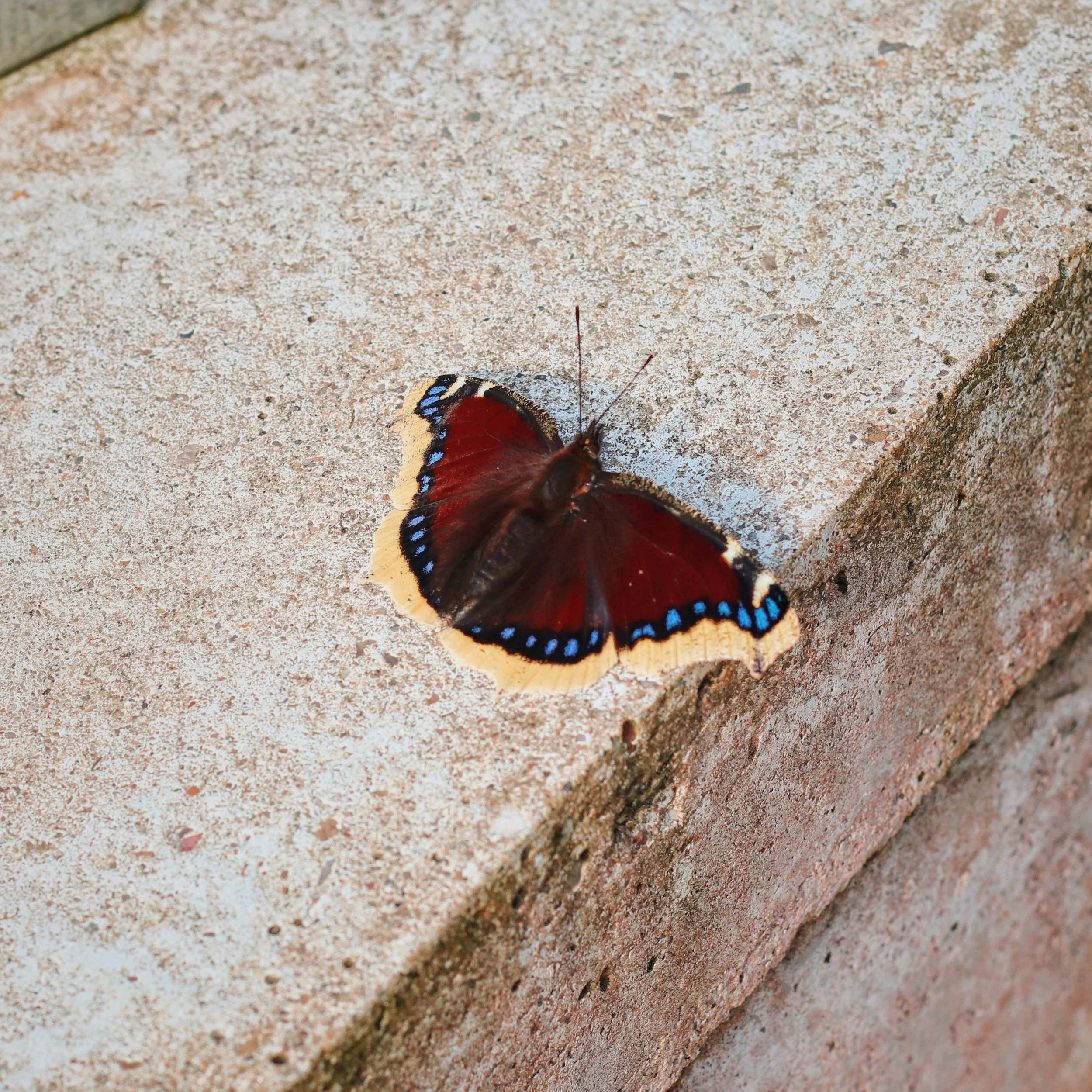 FullSizeRender_VSCO 11.JPG